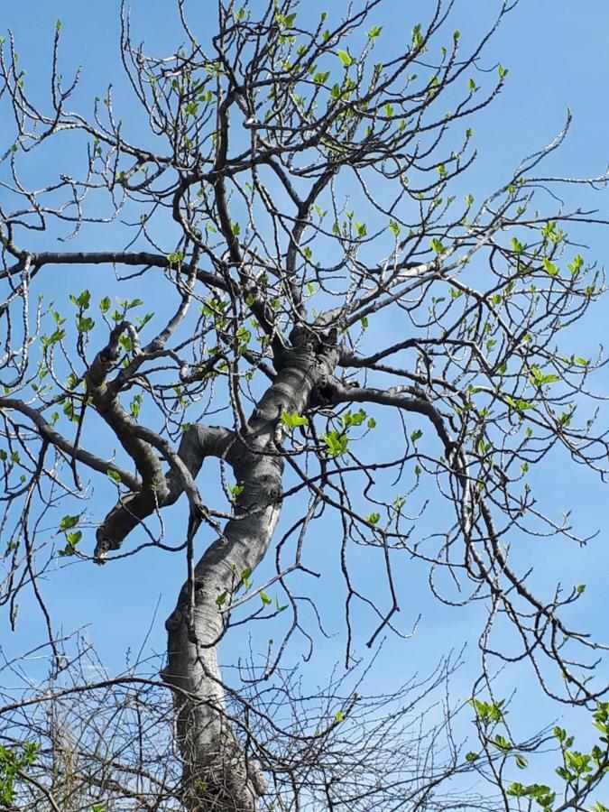 Ca Amabile Διαμέρισμα Badalucco Εξωτερικό φωτογραφία